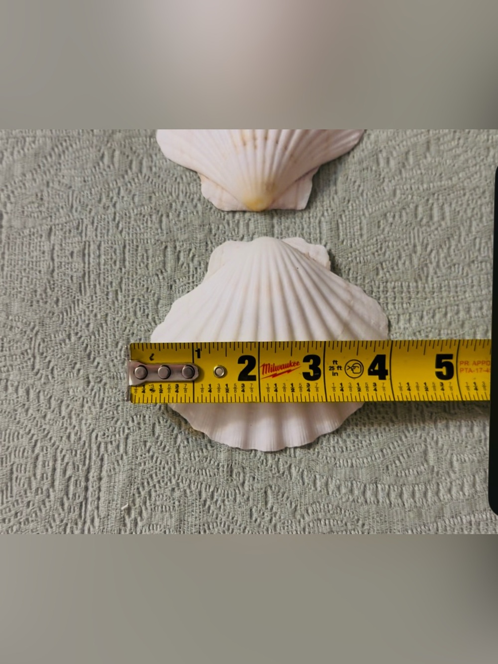 White scalloped shells filled with locally handpicked FL assortment. - Picture 6 of 8